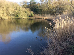 Image of a pond with ducks in